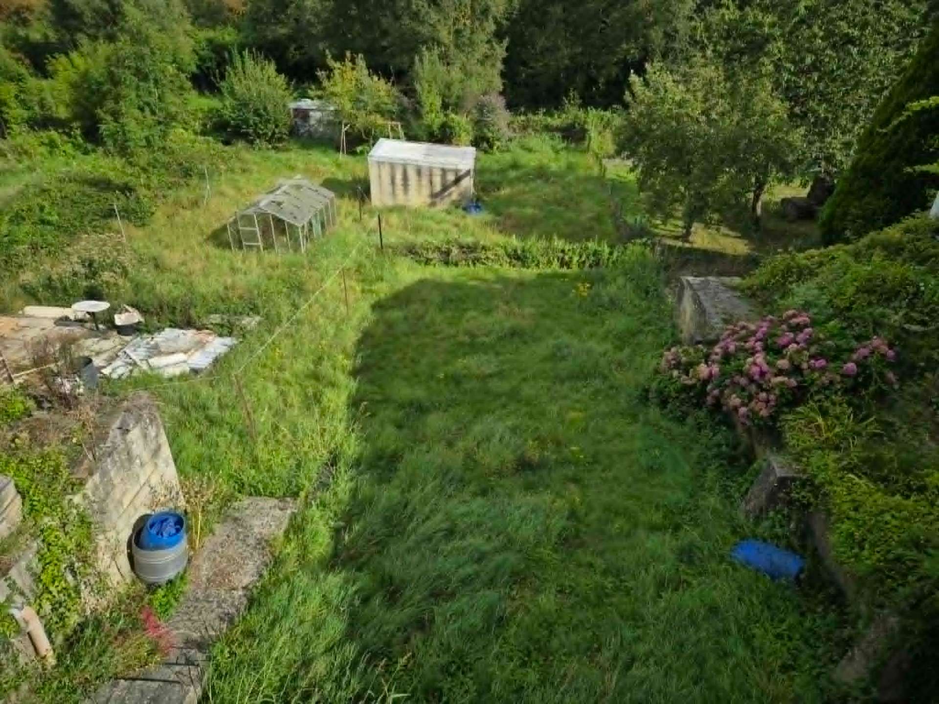 Verger en friche à reprendre