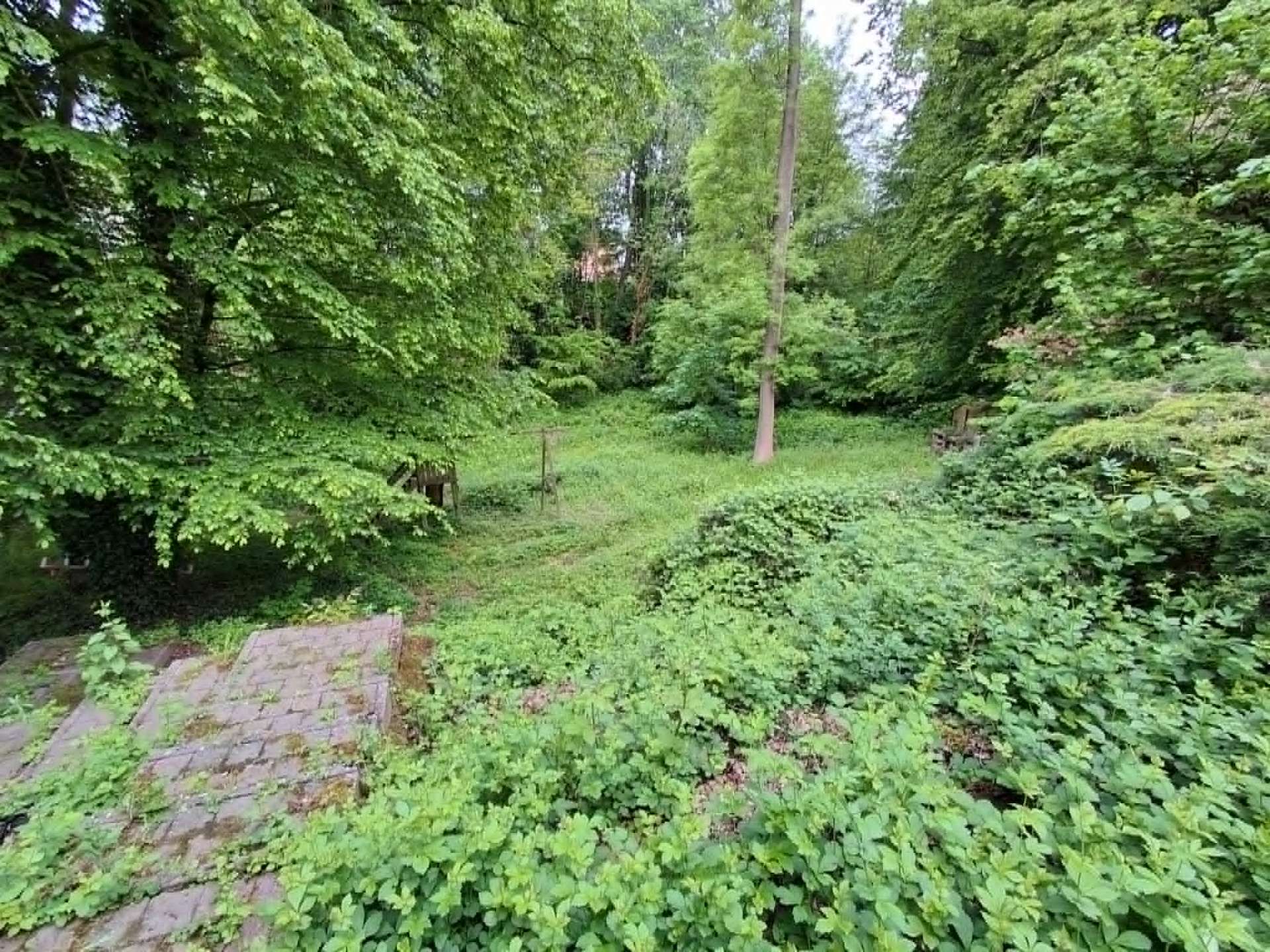 Sous-bois débroussaillé — avant