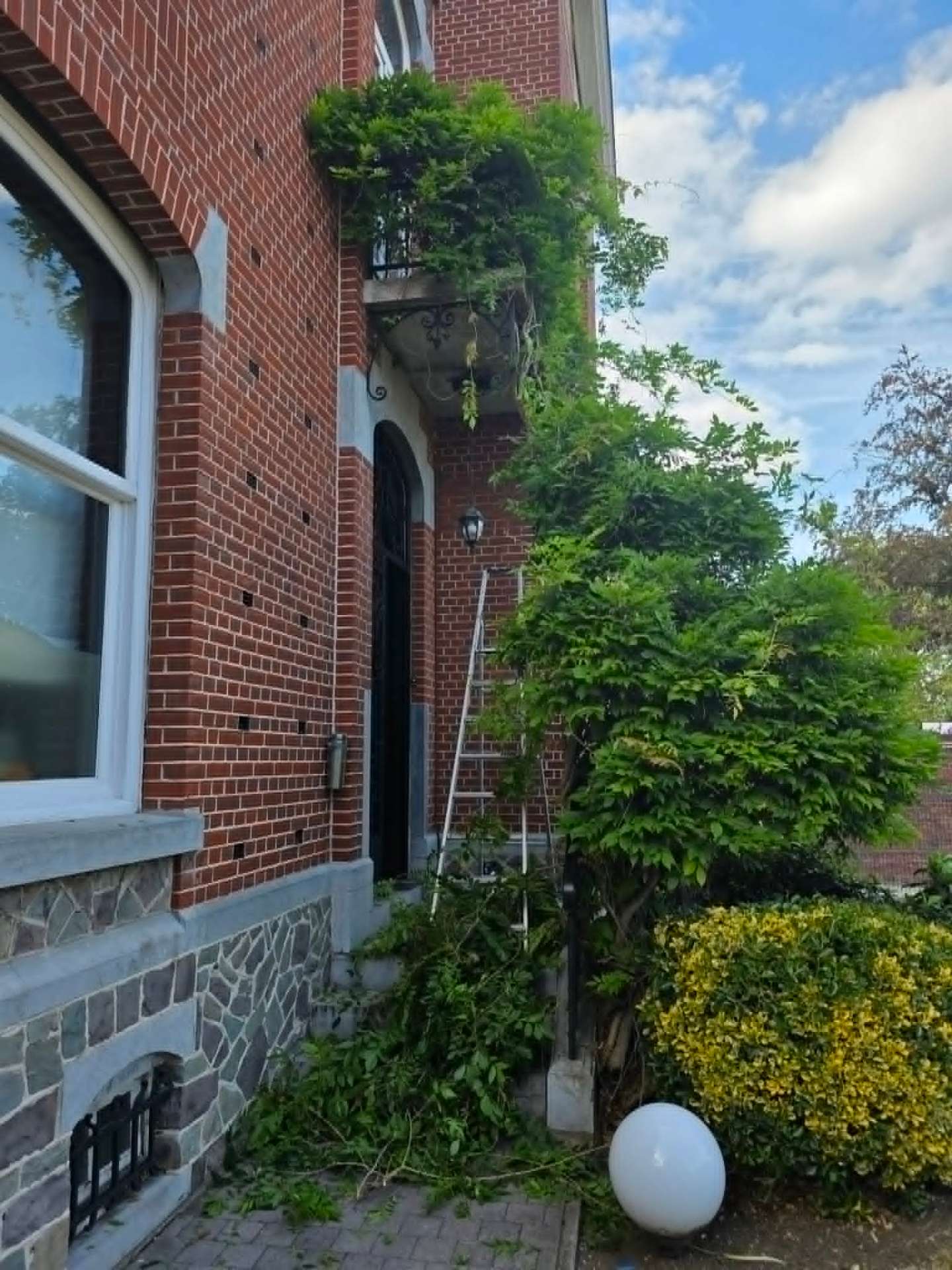 Glycine maîtrisée devant l'entrée — avant
